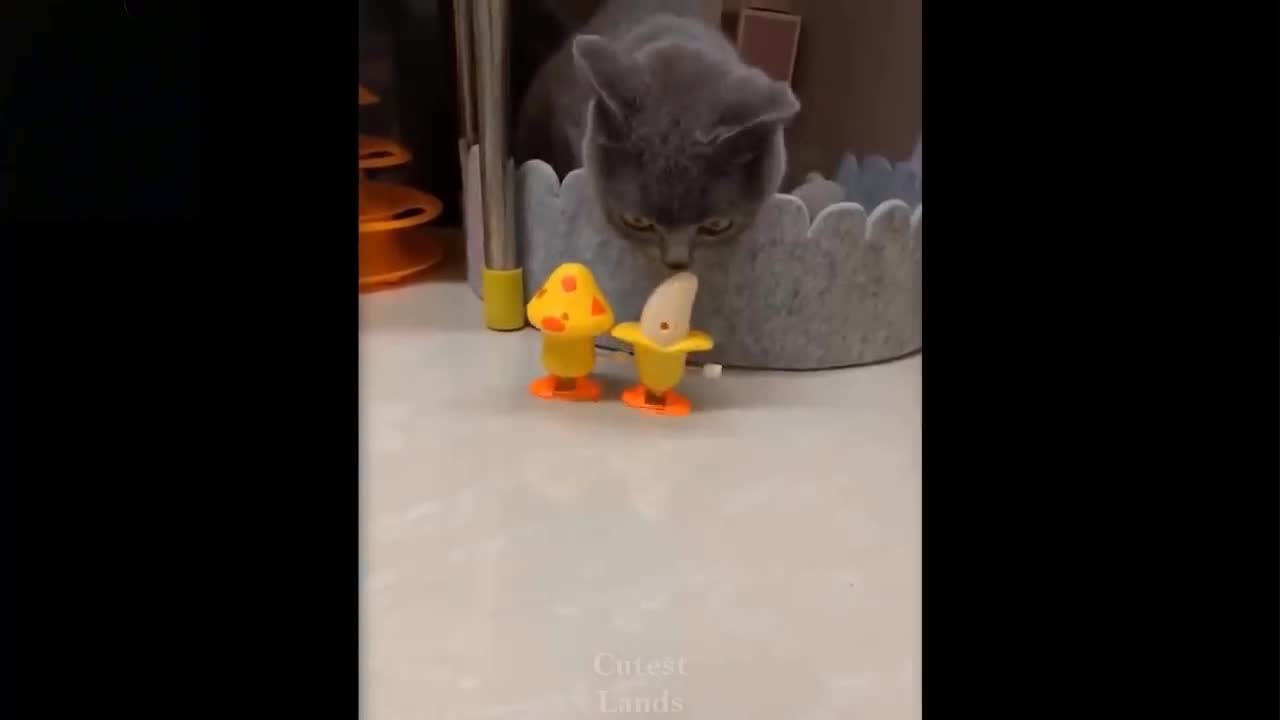 Cute And Funny Cat - Not To Laugh To These Pets Series