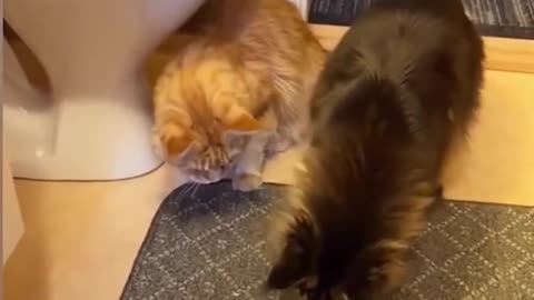 Funny cat video #11