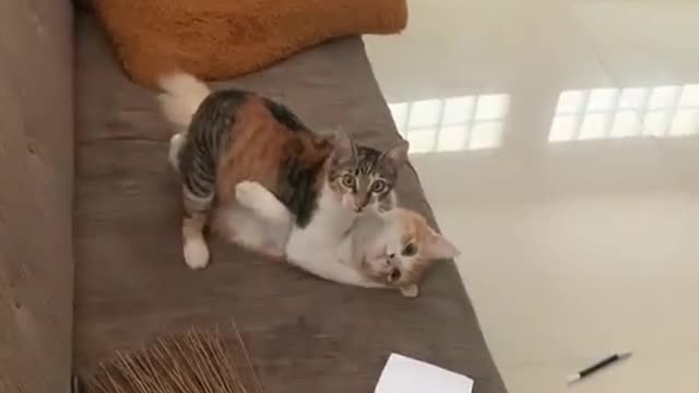 Two cats are caught during intimate