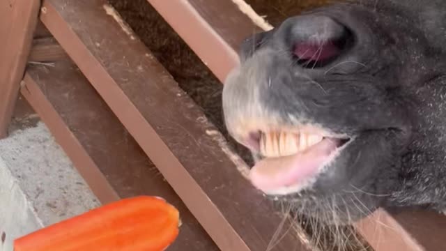 Funny video of feeding a donkey.