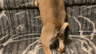 Petey the Pug Climbing His First Stairs