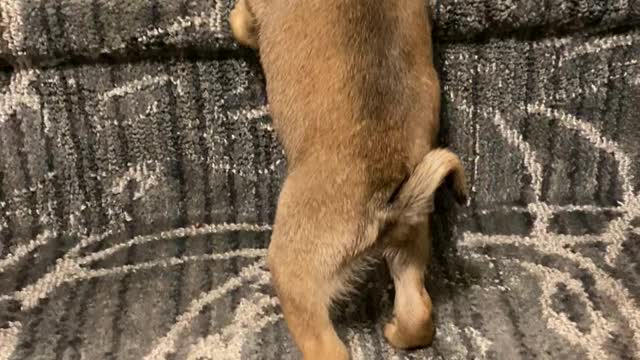 Petey the Pug Climbing His First Stairs
