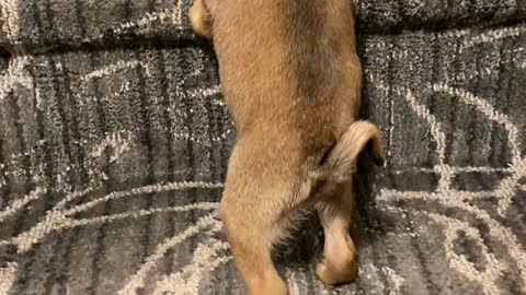 Petey the Pug Climbing His First Stairs