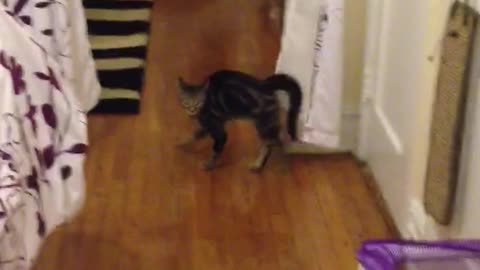 Cat walks across wood floor with curve in spine