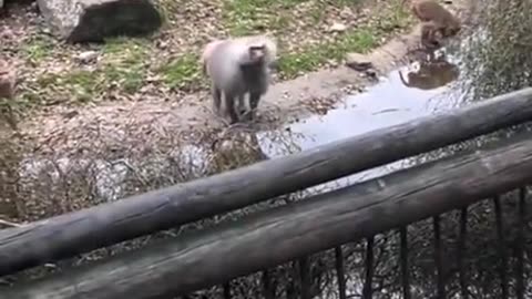 Baboons don’t take no bunk from no one 🤣