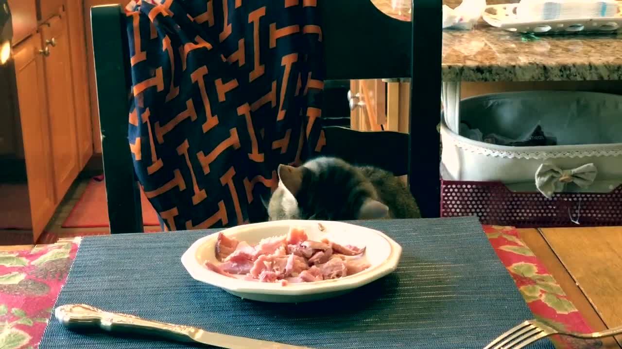 Cautious Cat Takes His Sweet Time Stealing Food On Table