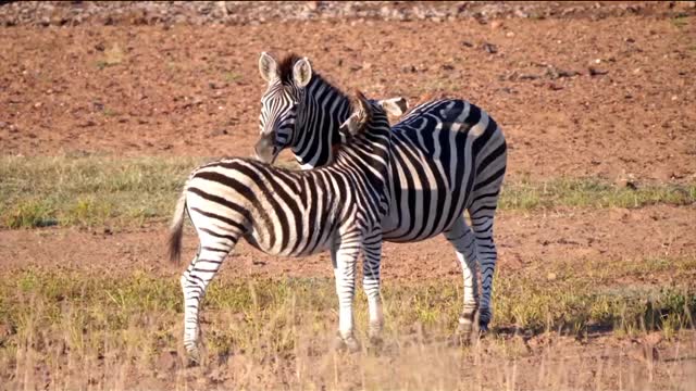 Zebra is a black and white animal