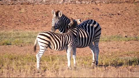 Zebra is a black and white animal