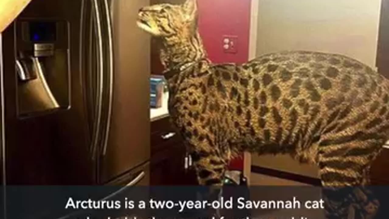 Biggest Cat In The World