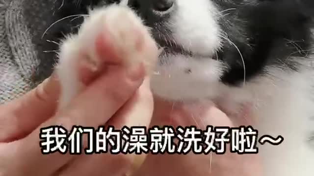 Border Collie taking a bath for the first time how nice