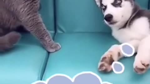 videos dog and cat
