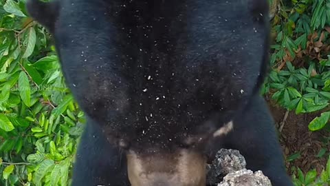 Wildlife & Funs