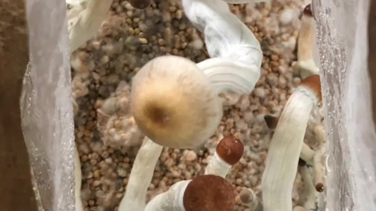 McKennaii Mushroom (Psilocybe Cubensis)