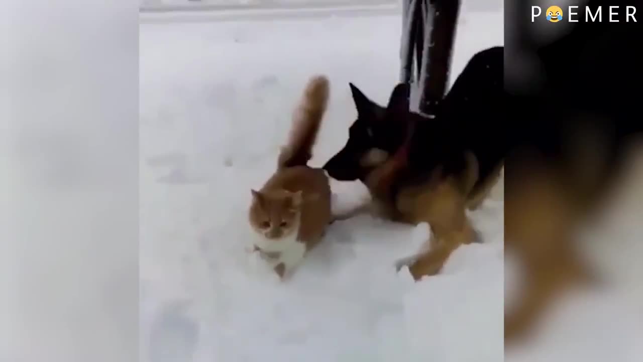 Try not to laugh funny videos ☆ best funny fails you can't miss