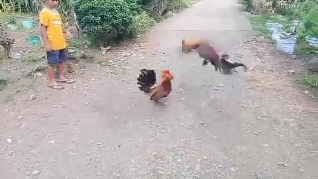 Street fight cock