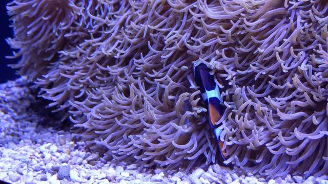 Clownfish cleaning themselves