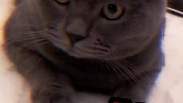 Cute Cats - Cute and Funny Cat Videos