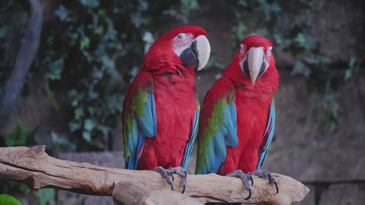 Colorful Parrots That Will Brighten Your Day!