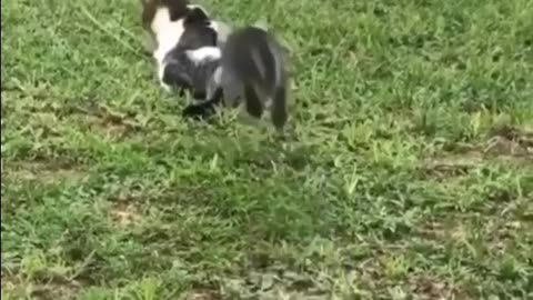 Confused cat gets a fall😂😂😂