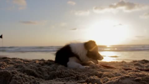Playing Dog in a Beech||Enjoyable Movement