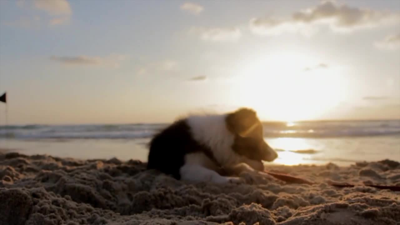Playing Dog in a Beech||Enjoyable Movement