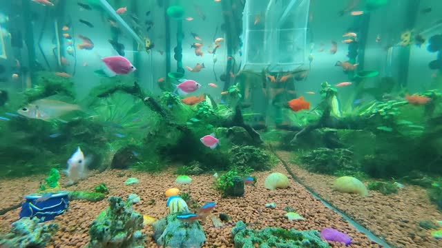 Aquarium Fish Tank Time-lapse