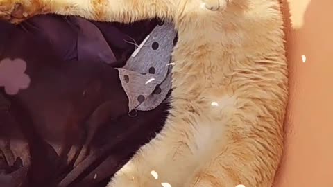 KITTY REST TIME