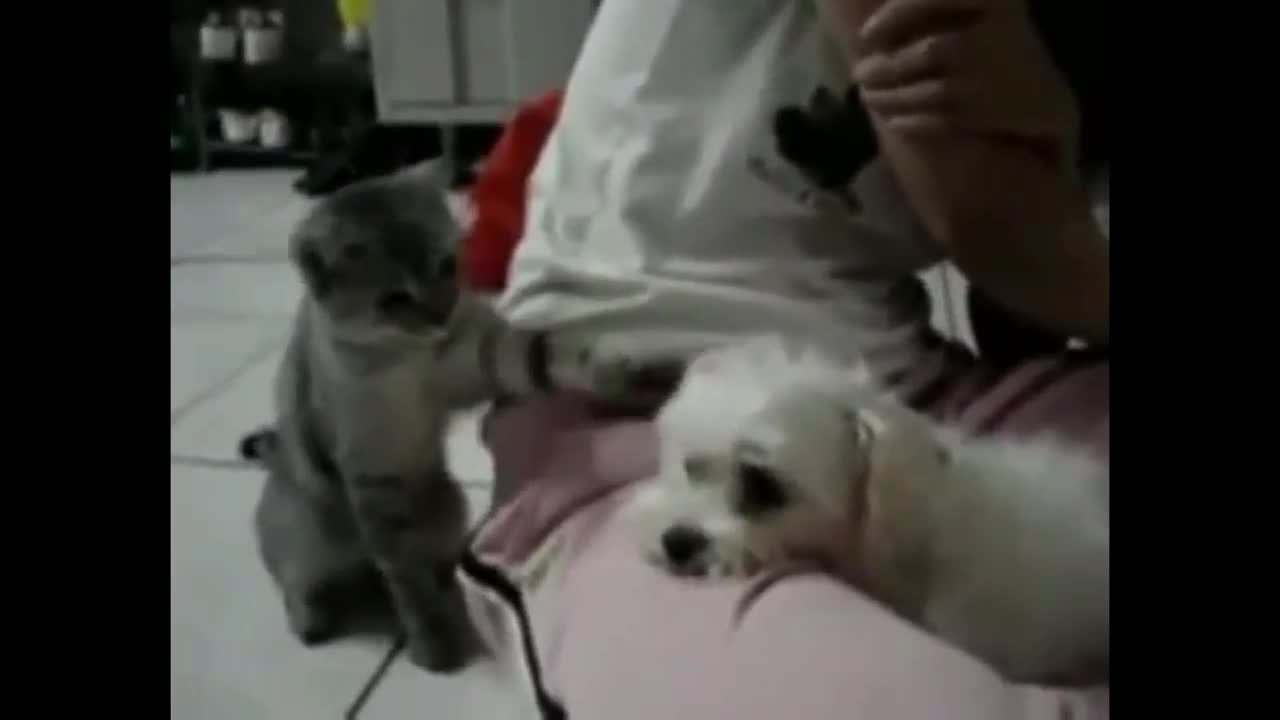 Adorables canino y felino se divierten