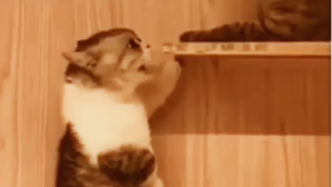 Funny cats
