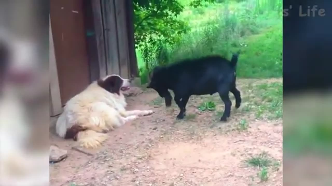 funny video15
