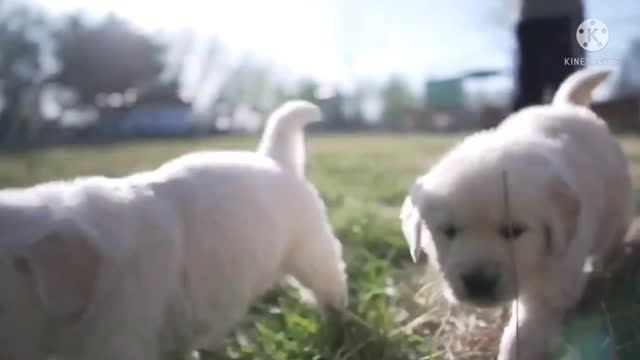 Most Beautiful and funny golden retriever,🐶