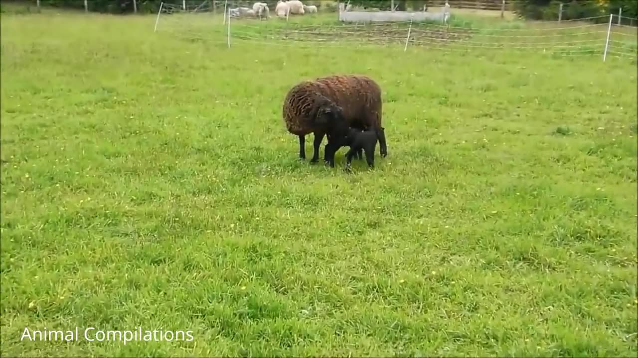 SHEEPS WANTING TO WASH THE DISHES 😮😮😂😂