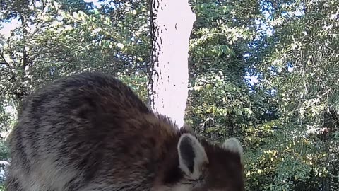 Raccoon found porch cat food