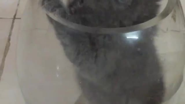 The Cat in the jar