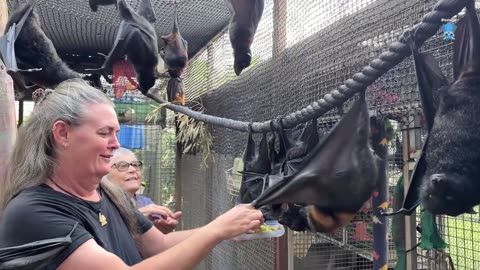 Juvenile flying-fox in care on day 2-3; this is Duffy