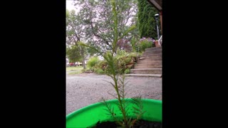 Breath Song of the Coast Redwood Tree August 31 2019