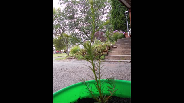 Breath Song of the Coast Redwood Tree August 31 2019