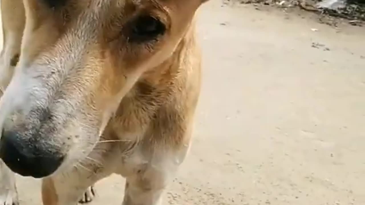 Very bad Dog video