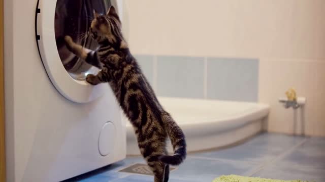 Young cat looking in to washing machine drum