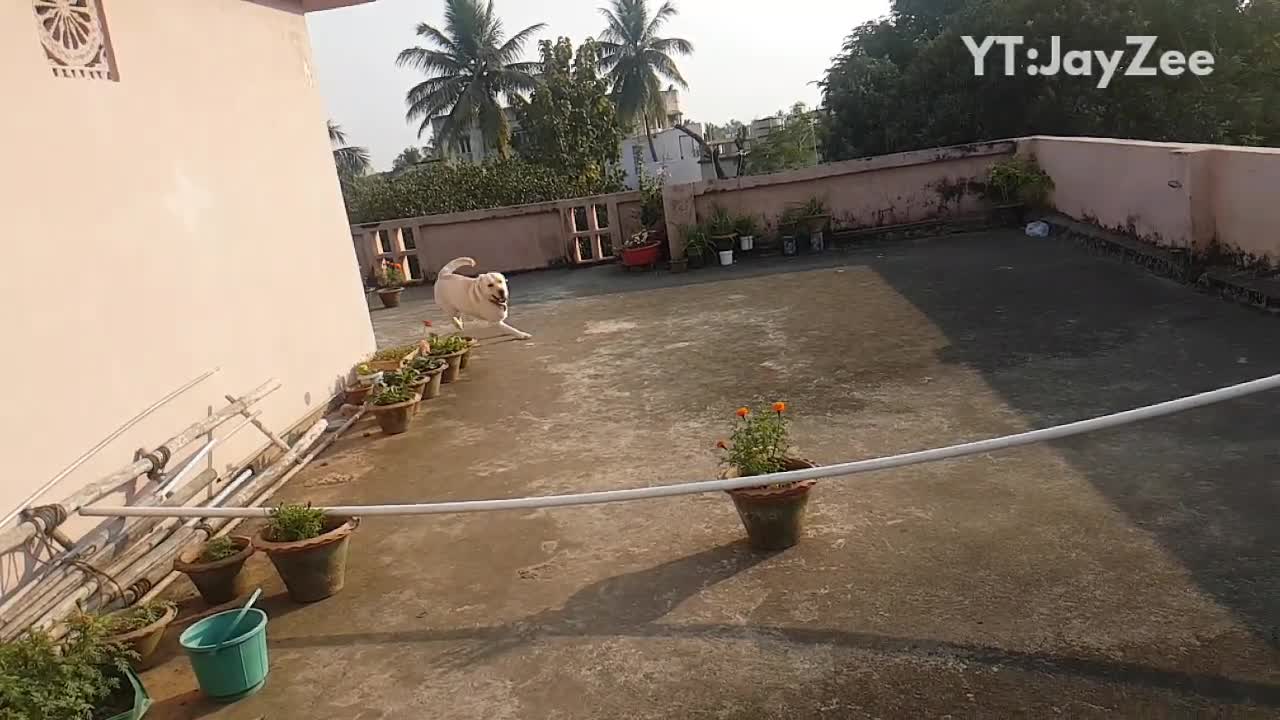 White dog running jumps over rope outside