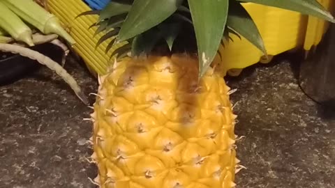 First Ripe Pineapple 2024