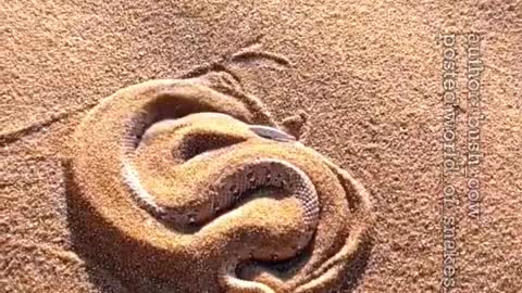 🐍Peringuey’s Adder