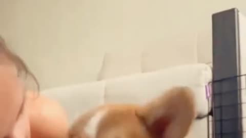 funny dog reacgions