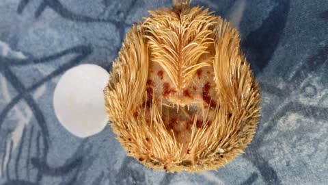 Weirdest animal caught on tape - AMAZING!!!
