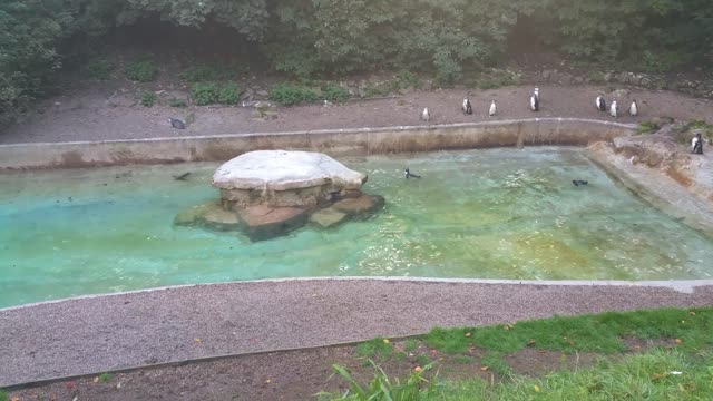 Penguins love a freshly cleaned enclosure