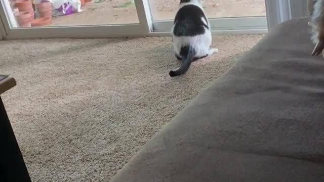 Cat smacks itself