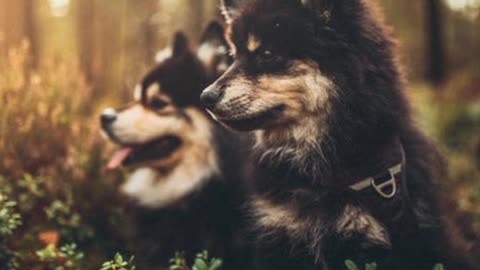 Dogs & puppies facts
