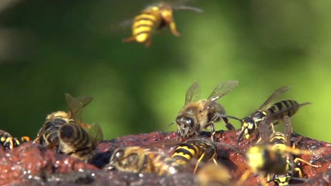 Wasps Jostle Against Bees In Garden