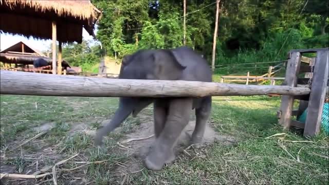 The Most Photogenic Baby Elephant!