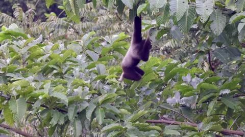 Hooded gibbon